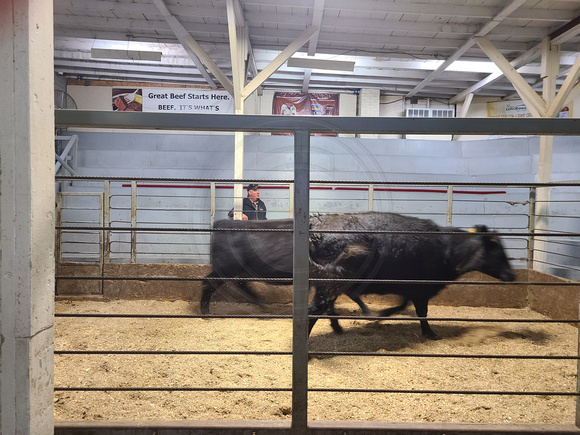 Elgin Livestock April 20 beef prices crowd nearly empty Elgin Nebraska Antelope County Nebraska news Elgin Review 2020_133719