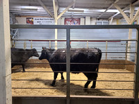Elgin Livestock April 20 beef prices crowd nearly empty Elgin Nebraska Antelope County Nebraska news Elgin Review 2020_133708