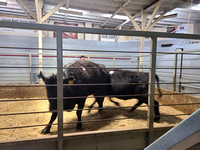 Elgin Livestock April 20 beef prices crowd nearly empty Elgin Nebraska Antelope County Nebraska news Elgin Review 2020_133705