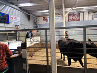 Elgin Livestock April 20 beef prices crowd nearly empty Elgin Nebraska Antelope County Nebraska news Elgin Review 2020_133757