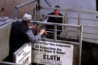 Elgin Livestock Sale April 20 cattle prices meat packing Elgin Nebraska Antelope County Nebraska news Elgin Review 2020_9124