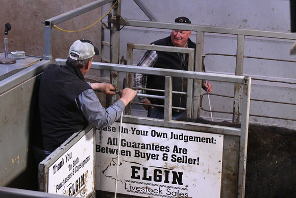 Elgin Livestock Sale April 20 cattle prices meat packing Elgin Nebraska Antelope County Nebraska news Elgin Review 2020_9125