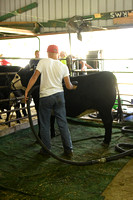Antelope County Fair calf show beef show Elgin Nebraska Antelope County Nebraska news Elgin Review 2020__1915