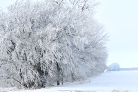 Ice frost on trees etc Elgin Nebraska Antelope County Nebraska news Elgin Review 2021_6593