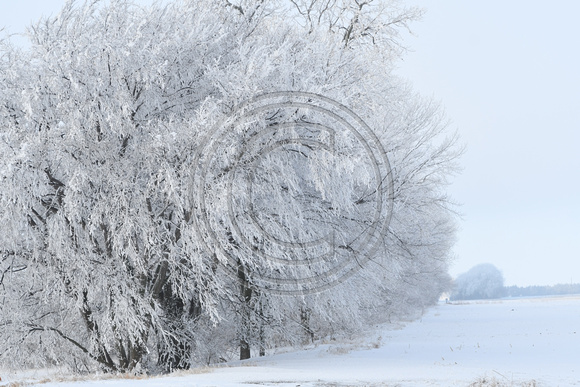 Ice frost on trees etc Elgin Nebraska Antelope County Nebraska news Elgin Review 2021_6593