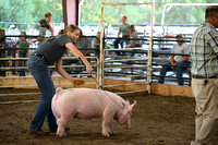 Antelope County Fair 2024  Swine Show