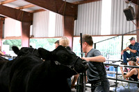 Antelope County Fair 2024 Beef Show